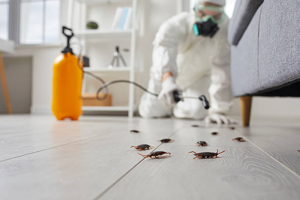 Post-Treatment Bed Bug Interceptor Monitoring in Greensboro